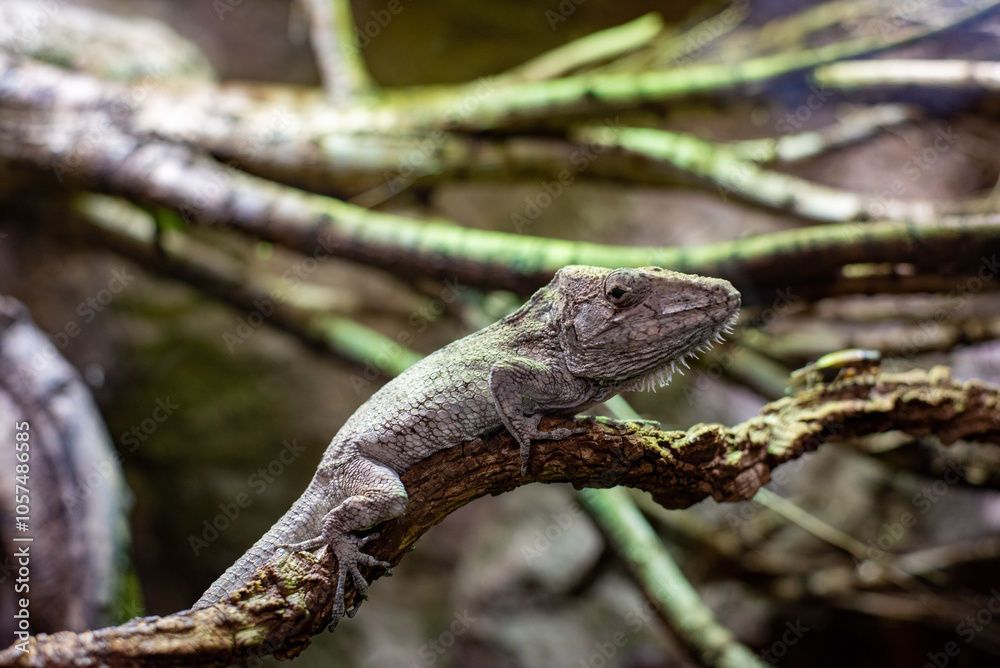 Anolis cybotes, also known as the cybotes anole, features a striking appearance with its vibrant colors and unique dewlap. Visitors at Wrocław Zoo Anolis cybotes, also known as the cybotes anole, features a striking appearance with its vibrant colors and unique dewlap. Visitors at Wrocław Zoo