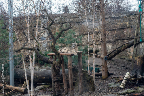 The snow leopard, renowned for its stunning spotted coat and elusive nature, prowls gracefully in its habitat at Wrocław Zoo