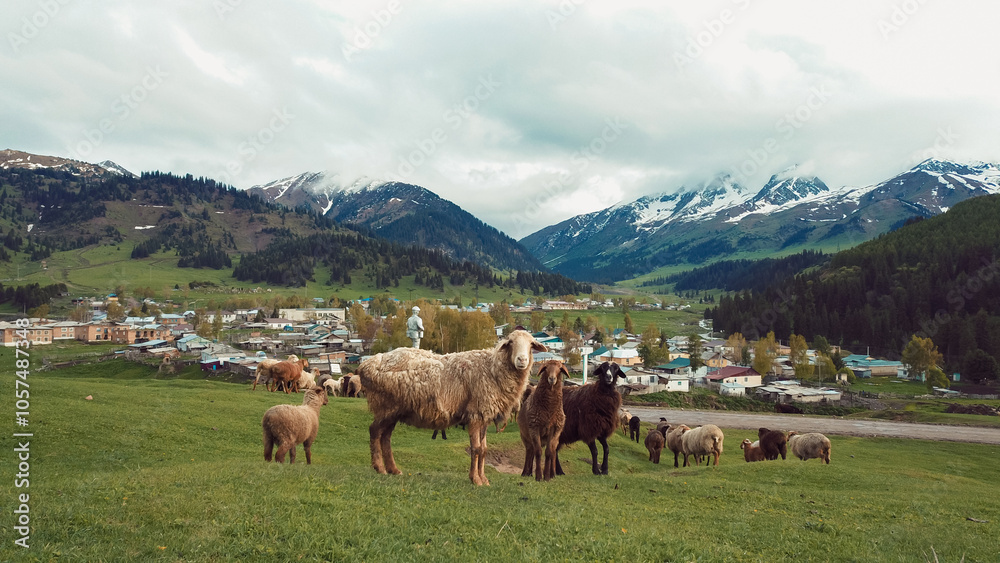 Obraz premium Sheep graze peacefully in a lush valley of Kyrgyzstan surrounded by mountains and village life