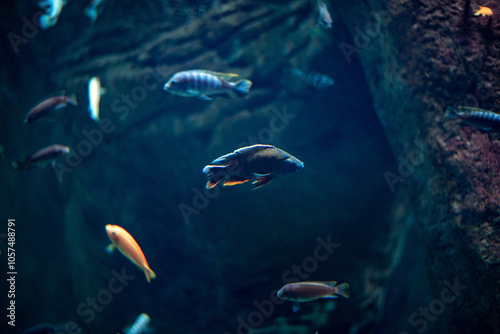 Coral reef fishes, known for their vibrant colors and diverse species, thrive in the dynamic environment at Wrocław Zoo