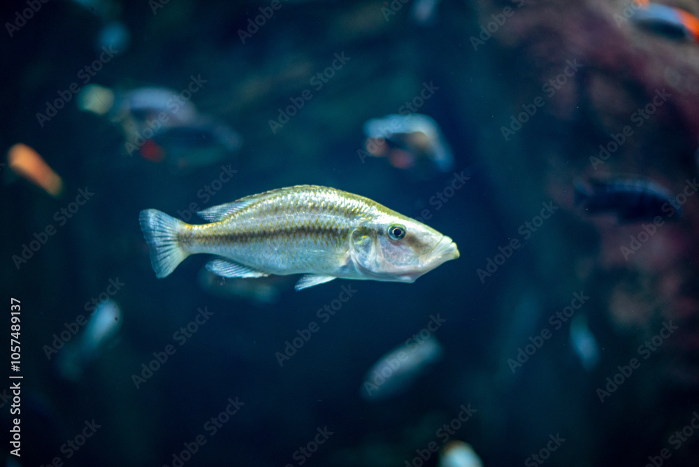 The Malawi eyebiter, a distinctive cichlid known for its unique appearance and territorial behavior, inhabits the freshwater lakes at Wrocław Zoo The Malawi eyebiter, a distinctive cichlid known for its unique appearance and territorial behavior, inhabits the freshwater lakes at Wrocław Zoo