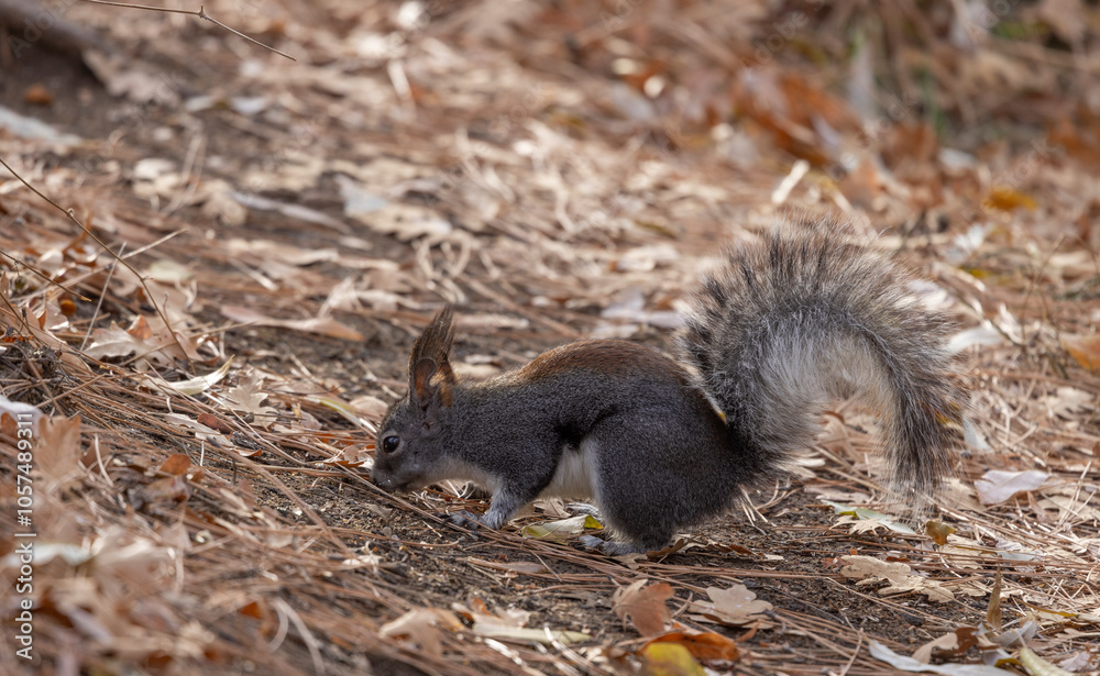 Abert's Squirrel in an Ariozna Forest Abert's Squirrel in an Ariozna Forest