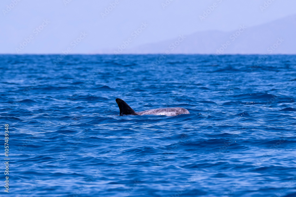 Fototapeta premium Wild Dolphins Swimming in Baja California Sur Mexico