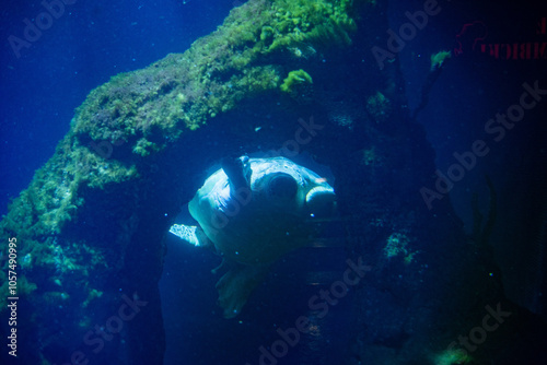 The green sea turtle, recognized for its beautiful shell and gentle demeanor, gracefully glides through the waters at Wrocław Zoo