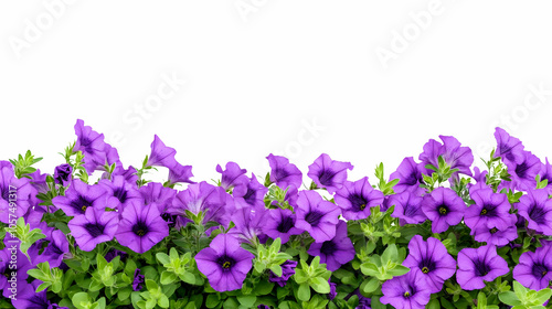 A vibrant display of purple petunias with lush green foliage against a white background.