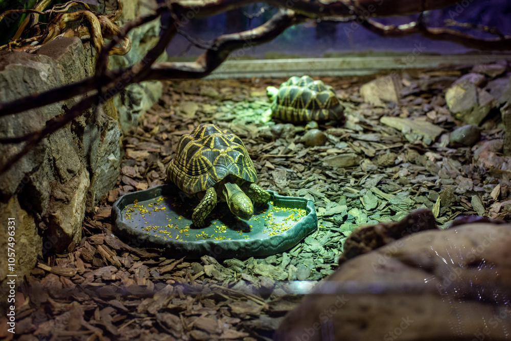 Fototapeta premium The Indian star tortoise, renowned for its striking star-patterned shell, gracefully moves in the habitat at Wrocław Zoo, captivating visitors with its unique beauty.