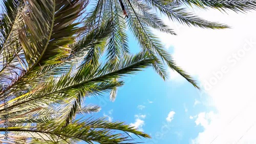 palm branches against blue sky