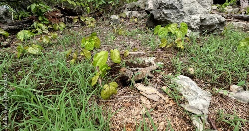 Cuvier's Madagascar swift (Oplurus cuvieri), knows as Madagascan collared iguana or iguanid lizard. Endemic species of lizard in the family Opluridae. Tsingy de Bemaraha, Madagascar wildlife animal photo