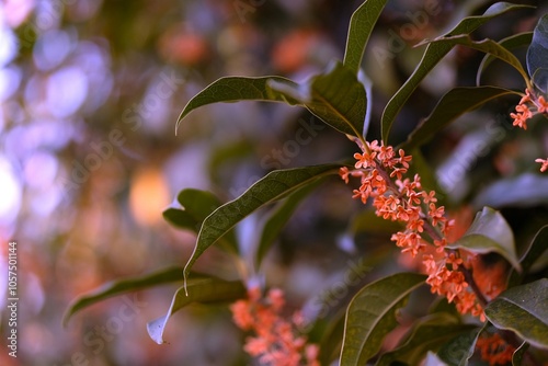 金木犀　季節の草花