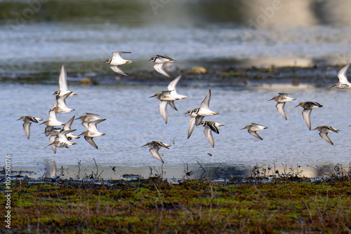 Tableau sur toile Sandregenpfeifer und Alpenstrandläufer im Flug an der Ostsee