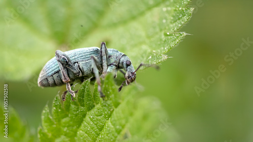 Nettle weevil - Phyllobius argentatus photo