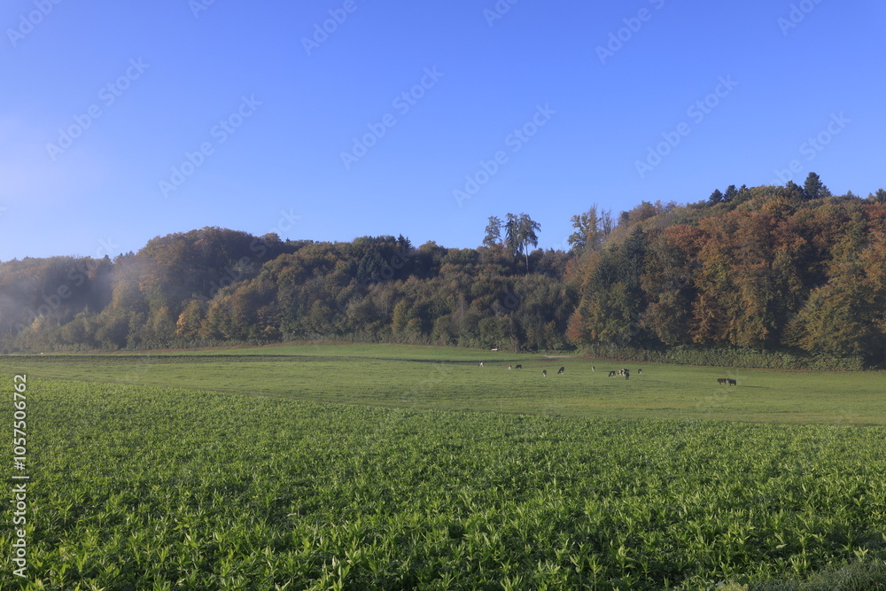 Fototapeta premium landschaft schweiz herbst nebel blauer himmel