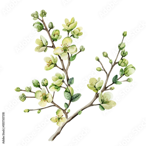 Watercolor drawing of pistachio blossom, isolated on a white background, and pistachio blossom vector