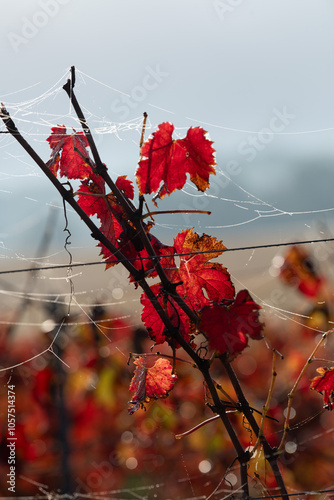 Autumn landscape around Bordeaux vineyards, Bordeaux Vineyard at sunrise in autumn, Entre deux mers, Langoiran, Gironde. High quality photo photo