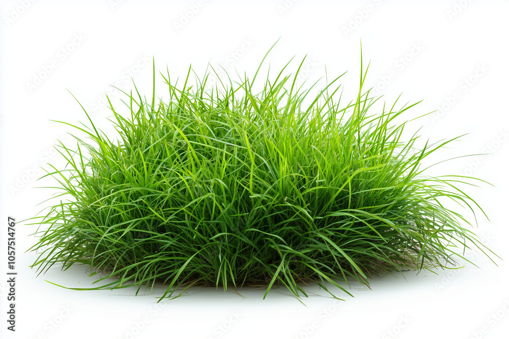 Green grass lawn isolated on white background... Green grass lawn isolated on white background...