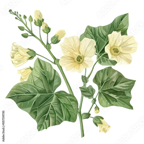 Watercolor vector of okra blossom, isolated on a white background, and okra blossom vector