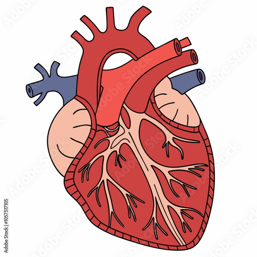 A detailed illustration of the human heart, showcasing its chambers, valves, and blood vessels. Perfect for medical education, anatomy studies, or healthcare projects.