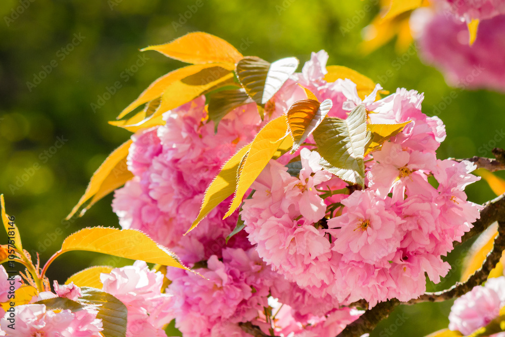 twig of sakura in pink blossom. zen experience. sunny day. closeup nature background. spring season