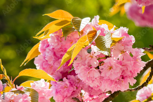 Obraz na płótnie twig of sakura in pink blossom. zen experience. sunny day. closeup nature background. spring season w salonie