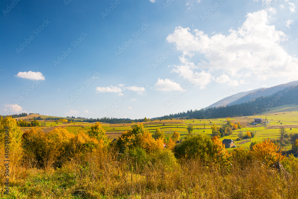 forest in colorful foliage. rolling hills. mountainous countryside landscape of ukraine on a sunny afternoon in autumn. fall season in carpathian mountains. rustic sustainability in rural scenery