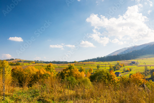Obraz na płótnie forest in colorful foliage. rolling hills. mountainous countryside landscape of ukraine on a sunny afternoon in autumn. fall season in carpathian mountains. rustic sustainability in rural scenery w salonie