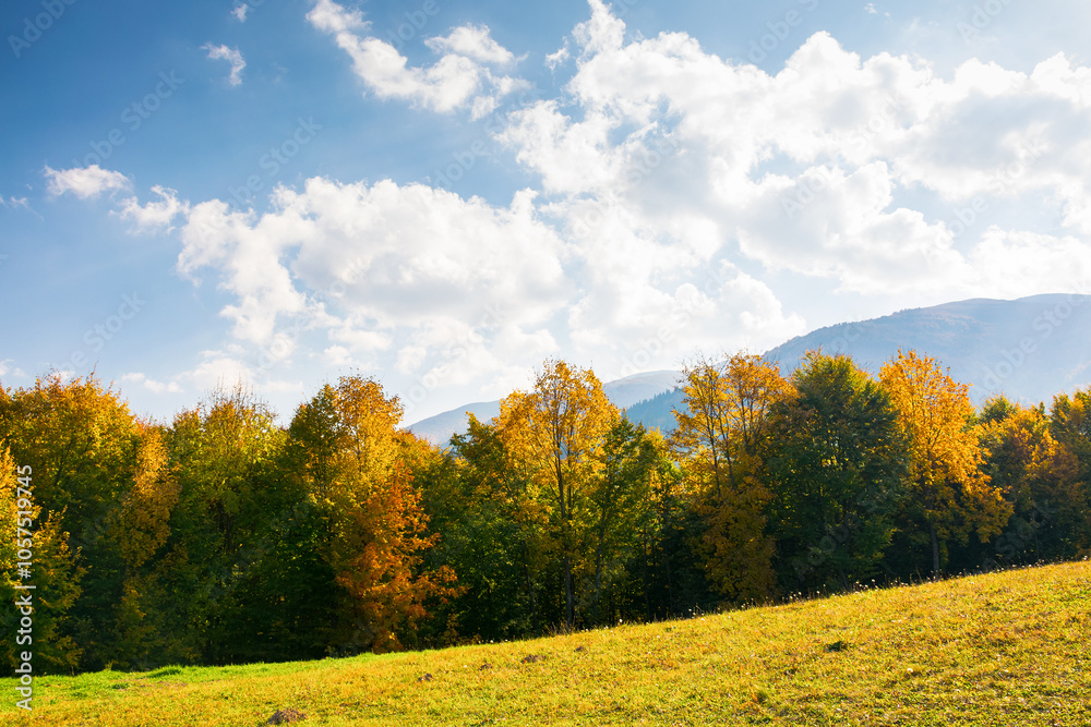 forest in colorful foliage. mountainous countryside landscape of ukraine on a sunny afternoon in autumn. fall season in carpathian mountains. rural scenery