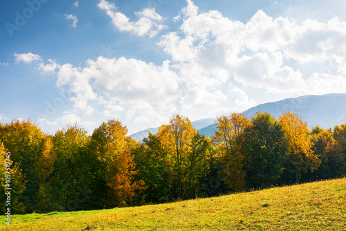 Obraz na płótnie forest in colorful foliage. mountainous countryside landscape of ukraine on a sunny afternoon in autumn. fall season in carpathian mountains. rural scenery w salonie