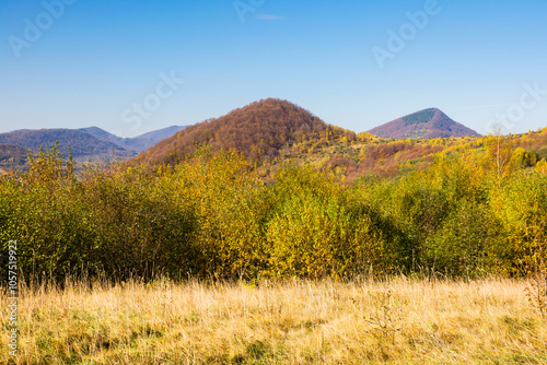 mountain landscape with deciduous forest in autumn. amazing highland. weekend getaway on a sunny day. fall season in transcarpathia. grassy meadow. carpathian mountain range