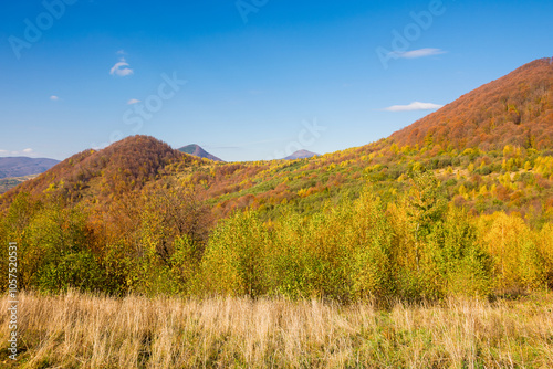 mountain landscape with deciduous forest in autumn. weekend getaway on a sunny day. fall season in transcarpathia. grassy meadow