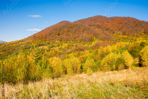 mountain landscape with deciduous forest in autumn. beautiful view. weekend getaway on a sunny day. fall season in transcarpathia. grassy meadow. uzhanian park scenery