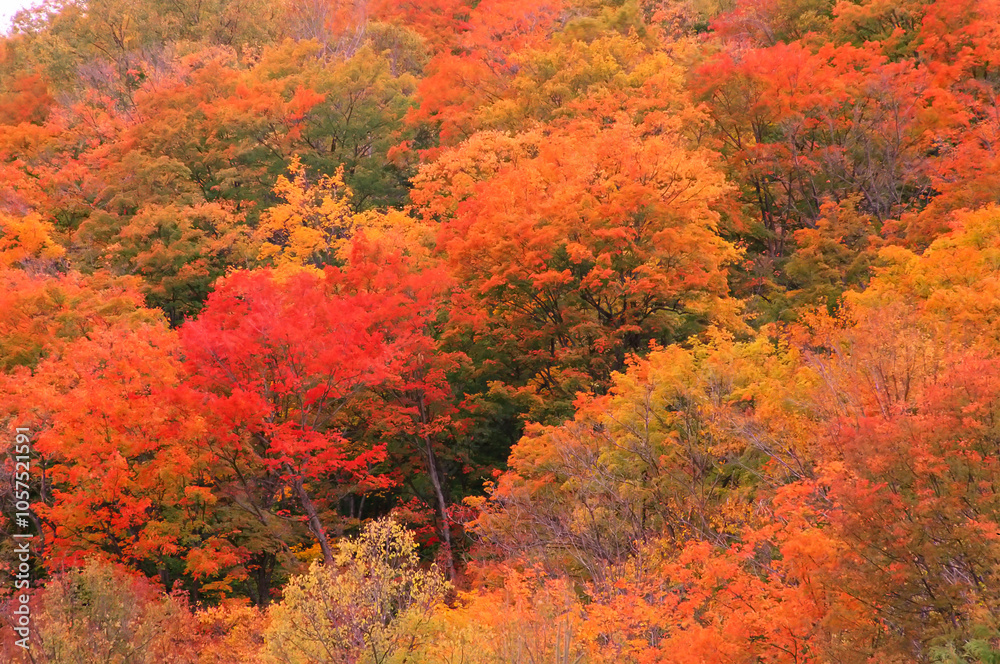 Vibrant autumn colours of a deciduous forest; Quebec, Canada