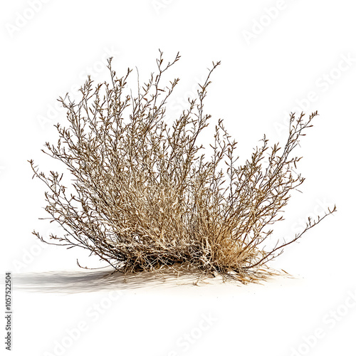 Dry bush of desert tumble weed on white background