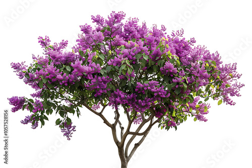 A colorful jacaranda tree adorned with clusters of vivid purple flowers isolated on a white background, Flowers tree images tree plant images decorated flowe isolated on transparent. photo