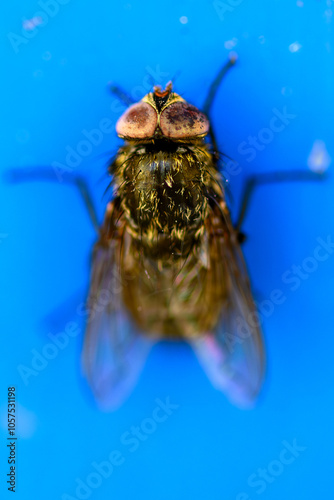 Nahaufnahme einer Stubenfliege photo