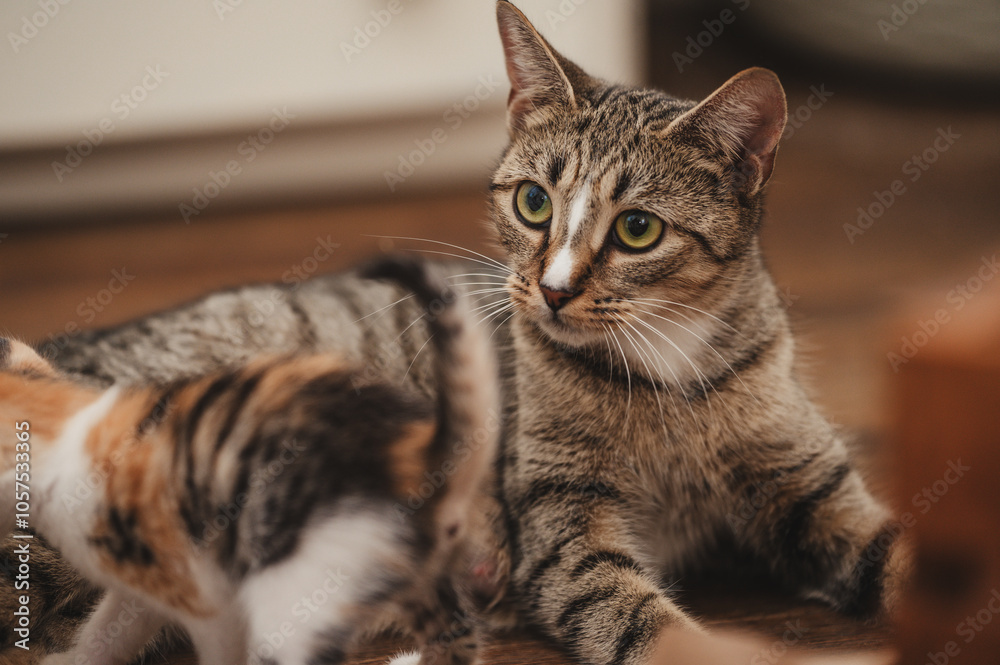 Expressive Tabby Cat with White nose Stripe Expressive Tabby Cat with White nose Stripe