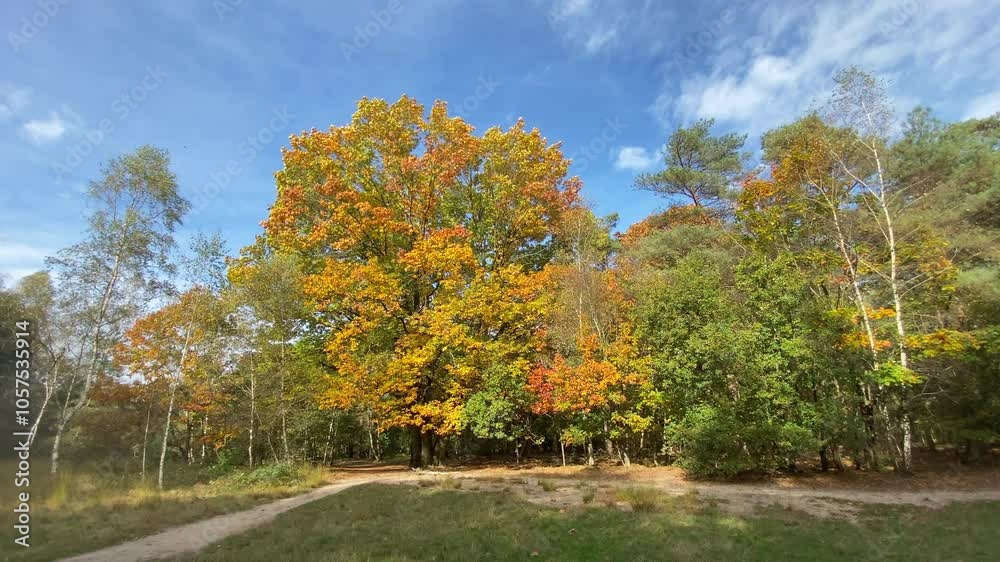 autumn colored leaves at a beautiful tree against a blue sky, a path is leading to the tree; wind moves the branches and the leaves. Steady shot.