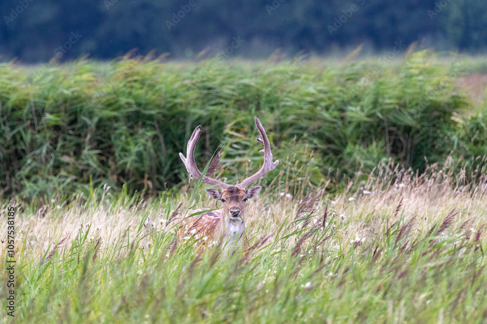 Fototapeta premium Damhirsche, Damwild auf einer Wiese direkt vor Zingst.