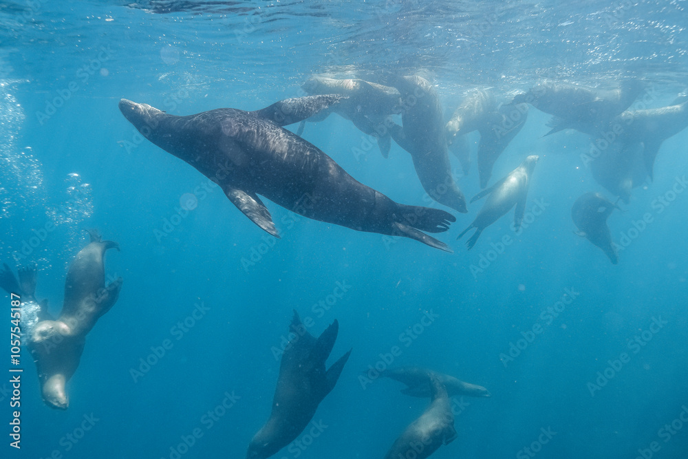 Fototapeta premium Marine Life in Baja California Sur Mexico