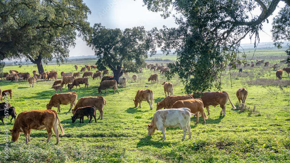 Cattle grazing in a pasture; Lisbon, Lisbon, Portugal Cattle grazing in a pasture; Lisbon, Lisbon, Portugal