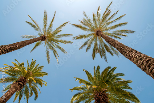 Upward view of sunlit palm trees against a blue sky; Las Vegas, Nevada, United States of America photo