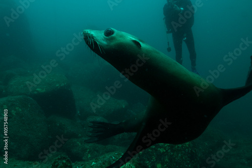 Sea Lions in Baja California Sur Mexico