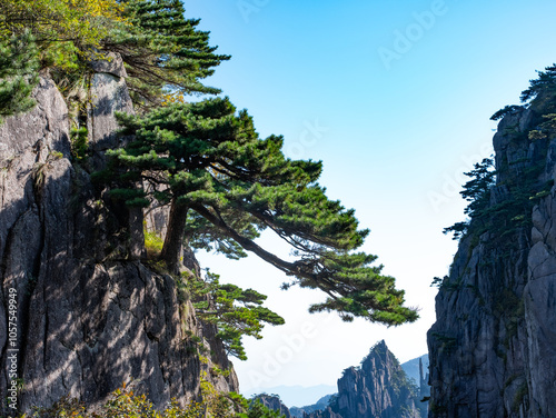 Centennial pine trees growing on the peaks of Huangshan Mountain (Yellow Mountains) Anhui province of China photo