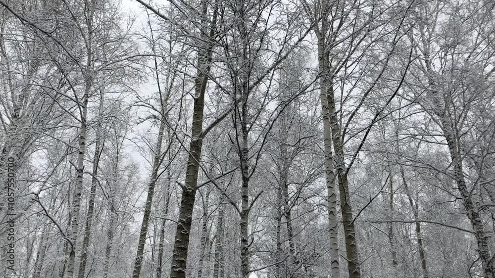 Serene Winter Birch Forest with Snow Covered Branches. Calm, Frost Laden Woodland Scene Perfect for Winter Backgrounds, Nature Documentaries, and Seasonal Themes in Cold, Quiet Wilderness Serene Winter Birch Forest with Snow Covered Branches. Calm, Frost Laden Woodland Scene Perfect for Winter Backgrounds, Nature Documentaries, and Seasonal Themes in Cold, Quiet Wilderness