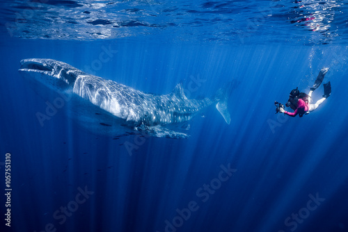 Foto Large Whale Shark in Baja California Sur Mexico