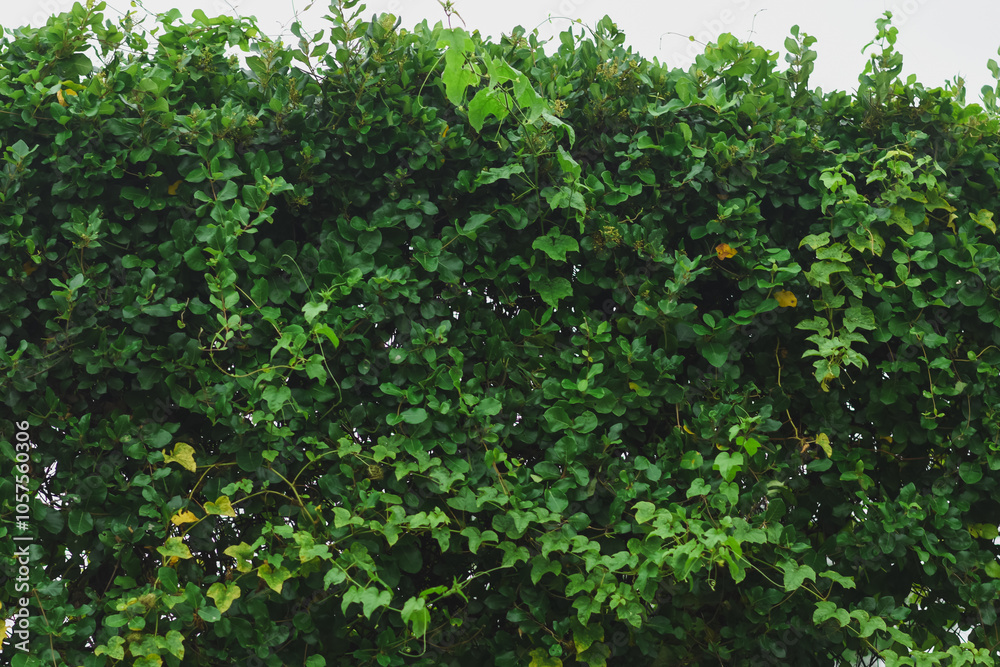Green ivy with leaves on white background Green ivy with leaves on white background