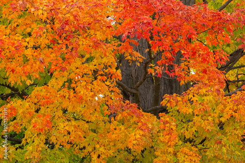 Ontario fall colours during autumn. Vibrant trees create a beautiful artist palette of colour; London, Ontario, Canada