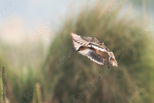 A Northern Pintail duck with brown and white plumage flies with outstretched wings over a field of green grass.