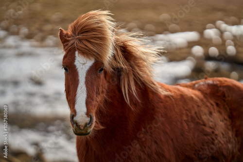 Chestnut icelandic horse standing on a meadow in wintertime photo