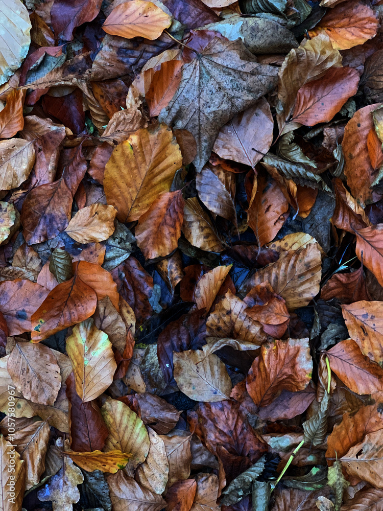 Autumn moment, end of September, leaves Autumn moment, end of September, leaves