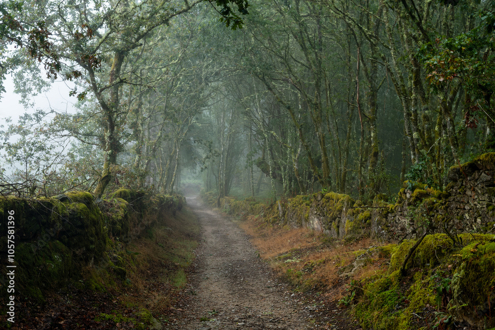 Fototapeta premium footpath in the forest in galicia with myst